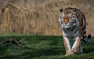 Tiger walking lush green field 3 - a lush green field next free wallpaper for desktop