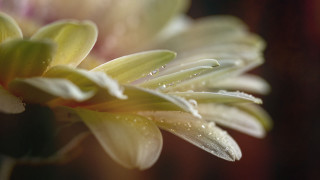 Flower water droplets macro photography 2 - petal free wallpaper