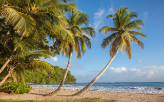 Palm trees beach ocean sand - a sandy shore free wallpaper