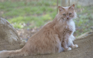 Cat rock grass fence tilt - the ground next free wallpaper