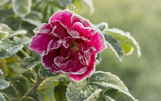 Pink flower frost morning ecological - frost free wallpaper