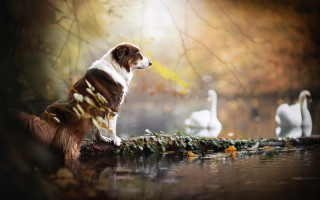 Dog log water swan branch - animal free wallpaper for desktop