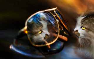 Cat glasses reflection impressionism photorealistic - a pair of glasses free wallpaper