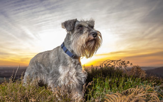Dog field sunset clouds beach - elke vogelsang free wallpaper