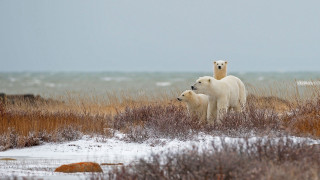 Polar bear cub snow grass - in a field free wallpaper