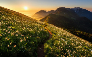 Alpine wildflowers sunset mountains neo - a trail free wallpaper