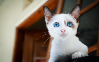 White cat blue eyes serious 3 - a white cat free wallpaper