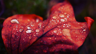 Red leaf water droplets macro 9 - a red leaf free wallpaper