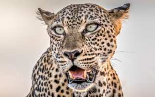 Leopard open mouth teeth camouflage - tooth wide open free wallpaper