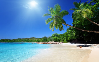 Beach palm tree clear water 3 - clear blue water free wallpaper