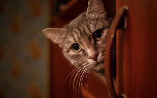 Cat peeking cabinet door portrait - a cat free wallpaper