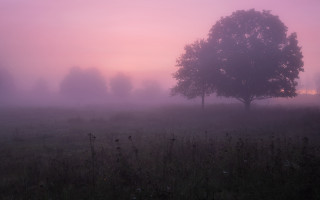 Foggy field lone tree birds - a foggy field free wallpaper