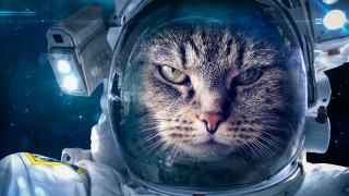 Space cat astronaut flashlight starry - a flashlight free wallpaper