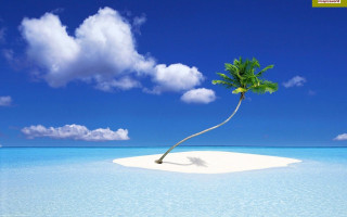 Lone palm island ocean beach - beach free wallpaper for desktop