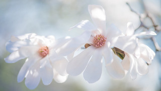 White flower closeup sky background - soft free wallpaper
