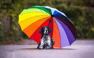 Dog umbrella rain kimono blurry - under free wallpaper for desktop