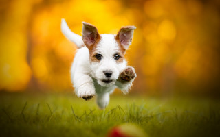 Dog running field autumn blurry - dog free wallpaper