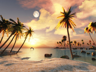 Beach palm trees full moon 2 - felipe seade free wallpaper