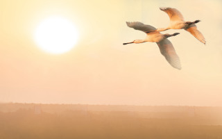 Birds sun moon foggy sky - a foggy sky free wallpaper