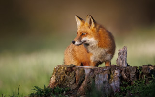 Red fox on stump in - free animals wallpaper