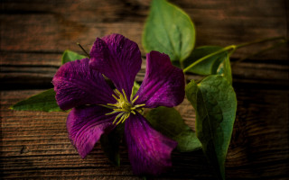 Purple flower green leaves wooden - a wooden surface free wallpaper