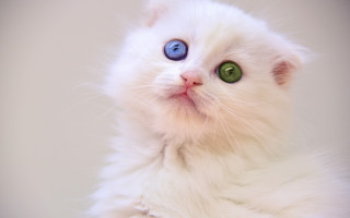 White cat blue green eyes - a white wall free wallpaper for desktop