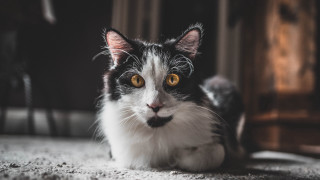 Black white cat yellow eyes 21 - a serious look free wallpaper