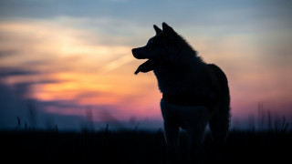 Dog field sunset clouds grass - elke vogelsang free wallpaper