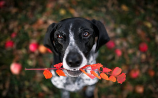 Dog stick leaves looking up - mouth free wallpaper for desktop