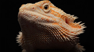 Lizard head closeup black background - a black background behind free wallpaper