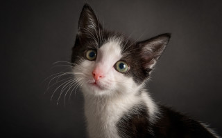 Black white kitten green eyes - kitten free wallpaper