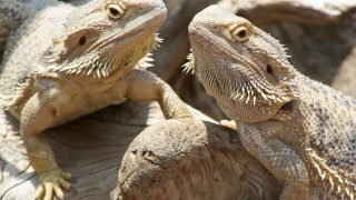 Lizard stump dragon puzzle animal - their eye free wallpaper for desktop
