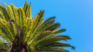 Palm tree bird blue sky - free summer wallpaper