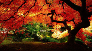 Tree red leaves park bench 10 - a bench under free wallpaper for desktop