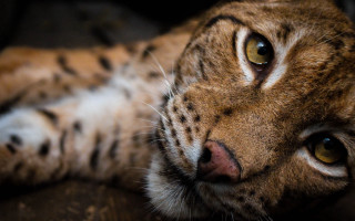 Cat couch photorealistic blurry depthoffield - a close up of a cat free wallpaper