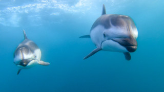 Dolphins ocean sunlight underwater puzzle - david dougal williams free wallpaper