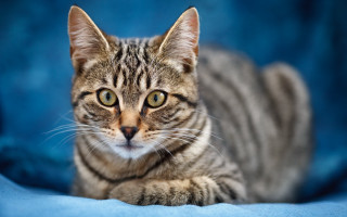 Cat serious blue blanket animal - a blue blanket free wallpaper