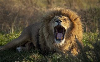 Lion open mouth wildlife bush - mouth wide open free wallpaper
