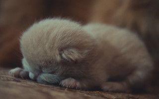 Small kitten sleeping floor blurry - its head on free wallpaper