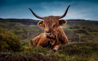 Long haired cow horns laying - david boyd free wallpaper