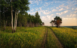 Dirt road field trees grass 2 - a dirt road in a field free wallpaper