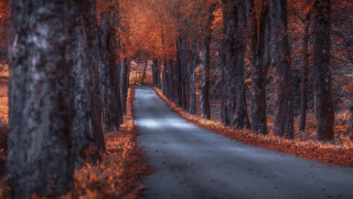 Autumn forest road leaves city 2 - ferenc joachim free wallpaper