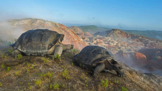 Turtles mountain hill sky ecological - photograph free wallpaper for desktop
