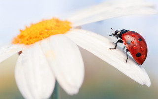 Ladybug whiteflower daisy yellowcenter macro - a lady bug free wallpaper for desktop