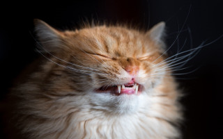 Cat closed eyes open mouth 2 - its mouth wide open free wallpaper