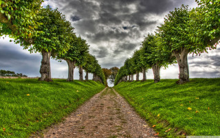 Dirt road trees grass cloudy - the center of the picture free wallpaper