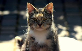 Cat bench looking at camera - brenda chamberlain free wallpaper