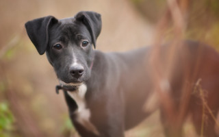 Shiba inu dog field blurry - dog free wallpaper