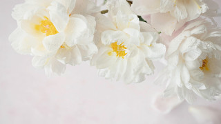 White flowers yellow centers pink - yellow center free wallpaper for desktop