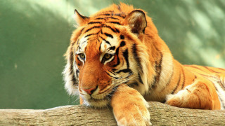 Tiger tree branch paw looking - a tiger free wallpaper for desktop